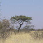 Acacia Tree - Quantum Twins