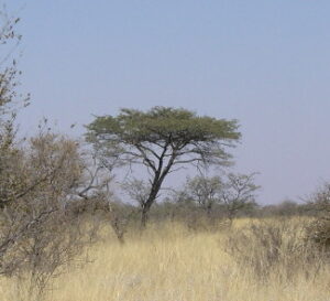 Acacia Tree - Quantum Twins