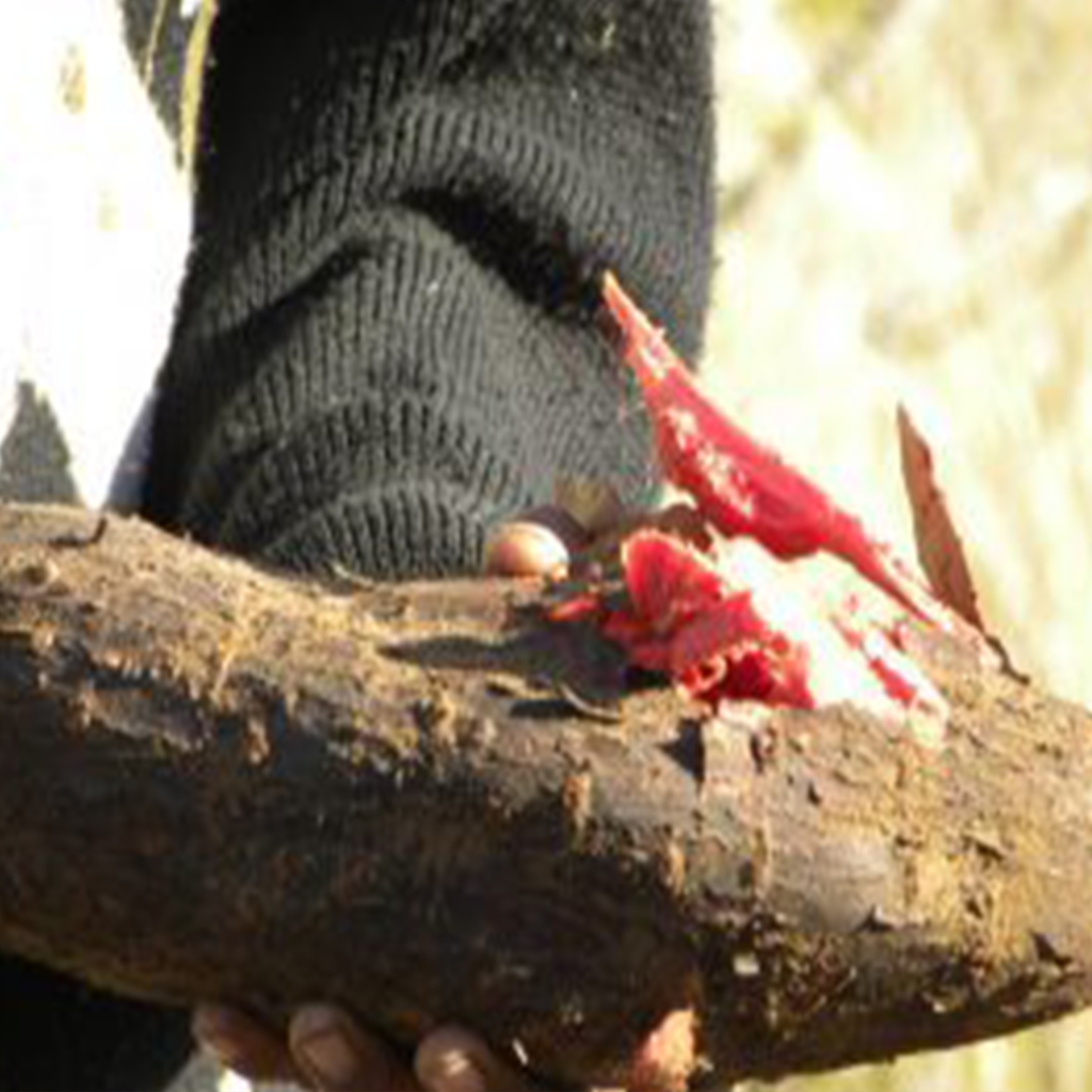 tsetsana’s-triumph
